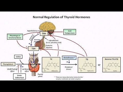 Thyroid Hormones and Thyroid Function Tests