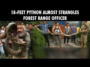 Python almost strangles Forest Range Officer