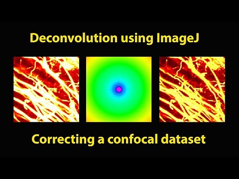 Deconvolve a confocal dataset using ImageJ