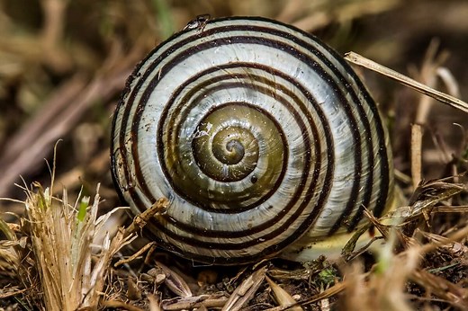 The Fibonacci Sequence in Nature • Insteading