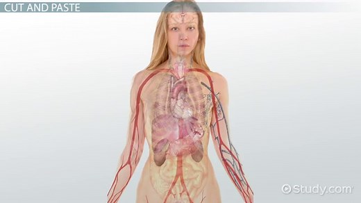 Genetic Manipulation | History, Definition & Uses