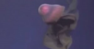 What's this alien-like creature filmed in the deep sea?