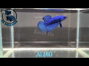 Wild Betta Alien Blue Male AL910 | Betta fish | Betta in Canada | KA Aquarium.
