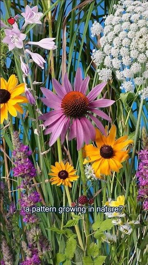 The Fibonacci Sequence in Nature