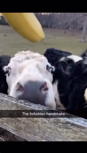 The forbidden handshake #meme #funny