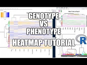 Heatmap with Dendrogram in R Tutorial