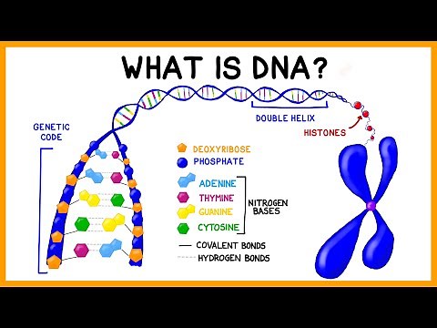 What is DNA?