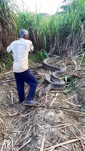 হঠাৎ করে বিশাল একটা অজগরের আক্রমণ #short #অজগর #foryoupageシ