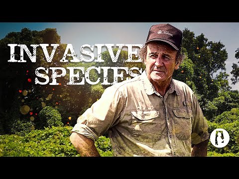 61 Invasive Plants Discovering Alabama