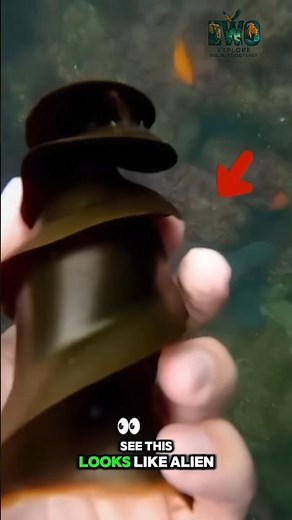 These Shark Eggs Look Like They Fell From a UFO.