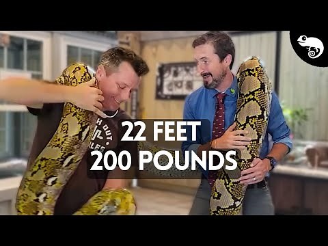 You Think Reticulated Pythons Are Giants? Think Again!