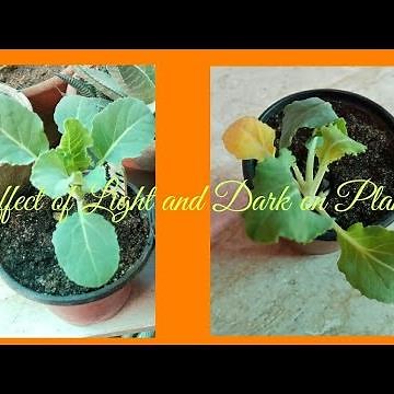 Light is Essential for plant growth-Experiment For Kids