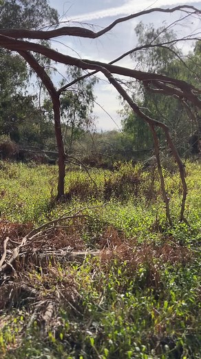 Natural Bridges State Park