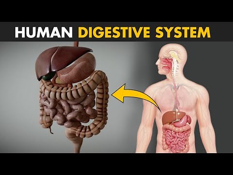 Human Digestive System - How it works? | Its parts and functions