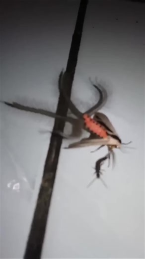 Discover the Creatonotos Gangis Alien Moth