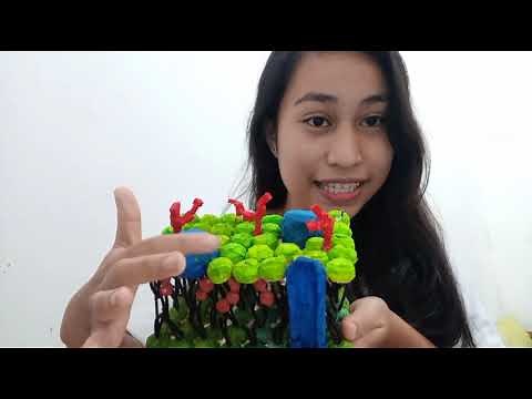 /CELL MEMBRANE MODEL FROM RECYCLABLE MATERIALS/