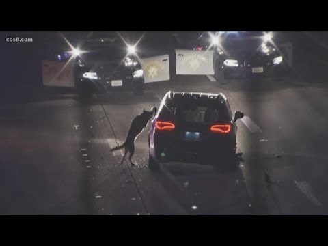 San Diego Sheriff's K-9 takedown goes viral