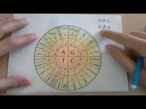 How to use genetic code tables (bases and amino acids)