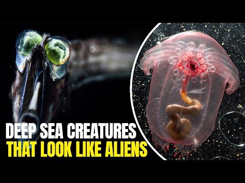 Deep Sea Creatures That Look Like Aliens