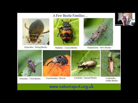 Identify - Beetles, Bugs and Other Insects