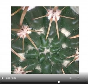 [matplotlib animation] 51. 画像の拡大アニメーション