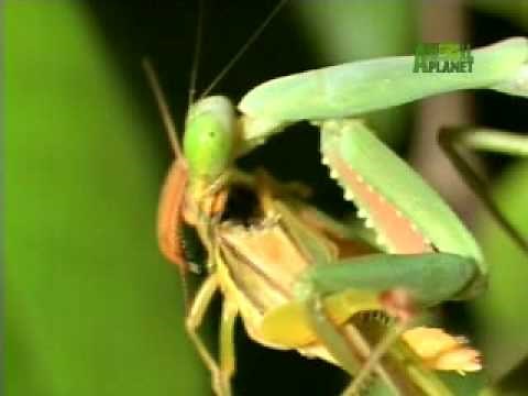 Nature's Perfect Predators- Praying Mantis