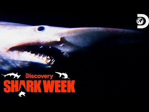 Alien-like Shark Gives Birth To 20 Pups On Camera! | Shark Week | Discovery