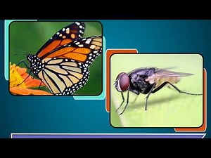 Insects - Science Class 3