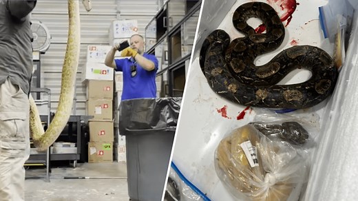 'Horrific' Video Shows Wildlife Officers Killing More Than 30 Pythons, Pet Boa at Florida Reptile Facility