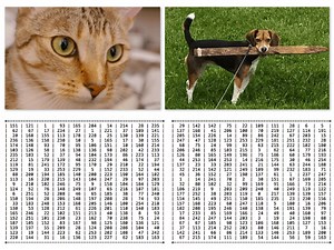 Image Classification Basics - PyImageSearch