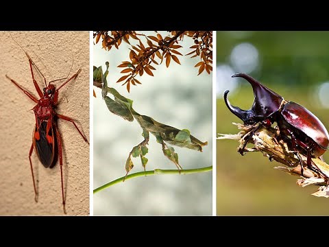 15 Creepiest and Strangest Insects on Earth