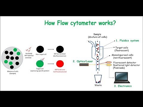 Flow Cytometry