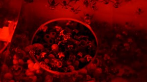 If you want to see bees flash frozen, look no further