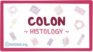 Colon histology: Video, Causes, & Meaning | Osmosis