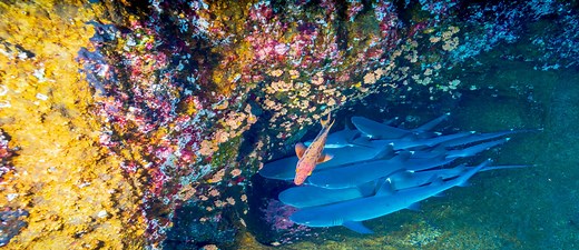 JavaScript (JS) Ecosystem: Top Front- and Back-End Developme