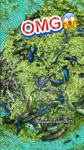 Catching wild alien betta fish#bettafishtank #betta