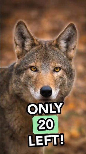 The Red Wolf Was Declared Extinct… But It’s Still Here