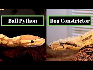 Ball Python Vs Boa Constrictor | Best Beginner Snake Challenge