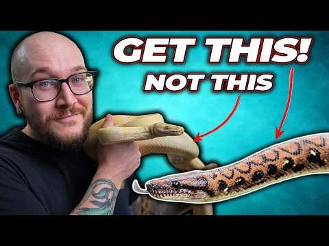 Bored of Ball Pythons? Get One of These 5 Snakes Instead!