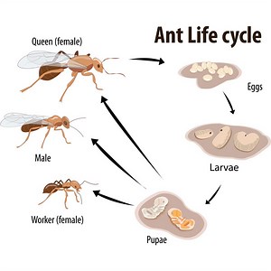 What to Know About an Ant’s Life Cycle