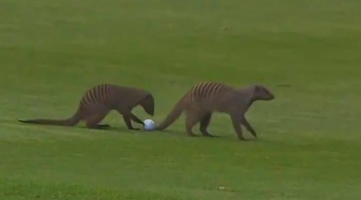 Rules you can use: What to do if wild animals attack your golf ball