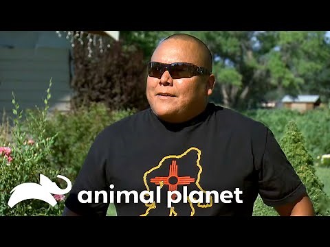 Incredible Bigfoot Sightings EXPOSED! | Finding Bigfoot | Animal Planet