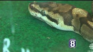 Python that killed boys was pet, not escapee