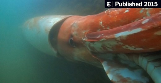 Giant Squid, Elusive Creature of the Deep, Gets a Vivid Close-Up