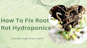 5 Methods to fix root rot in Hydroponics - How Hydroponics