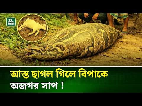 আস্ত ছাগল গিলে ফেললো সুন্দরবনের অজগর সাপ ! | Giant Python | NTV News