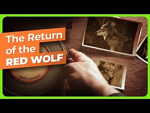 What You Need to Know About the Red ‘Ghost’ Wolf