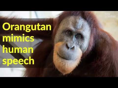 Orangutan "speaks" by mimicking