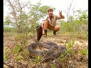 Africa's Deadliest Snakes (Part 1)