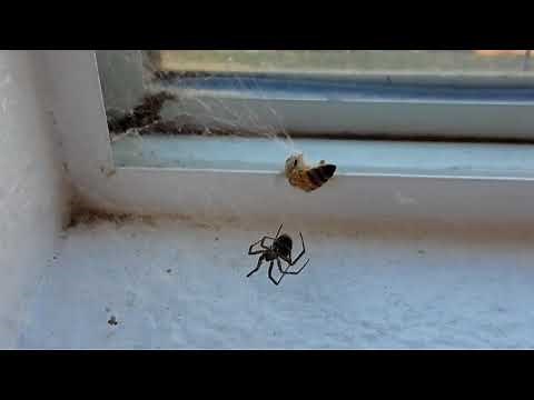 Bee vs. Spider